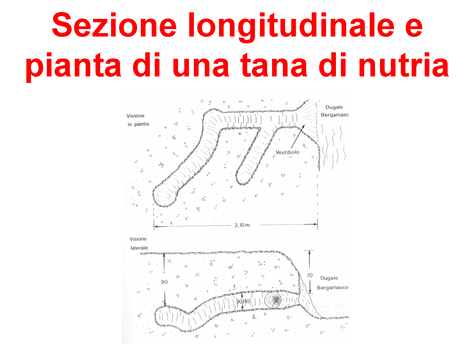 tana da identificare